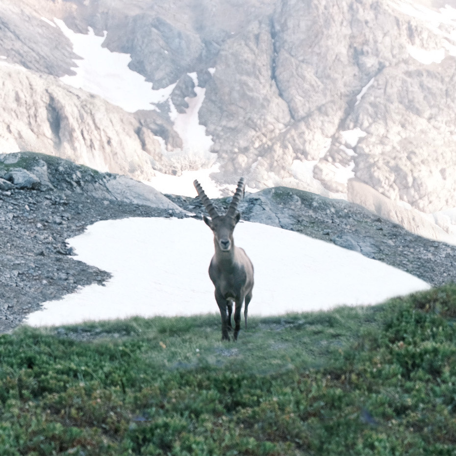 Tiere